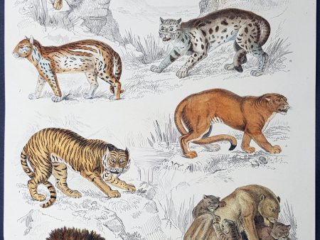 1825 Captain Thomas Brown Antique Print of Cats - Lions, Puma, Tiger, Leopard... Supply